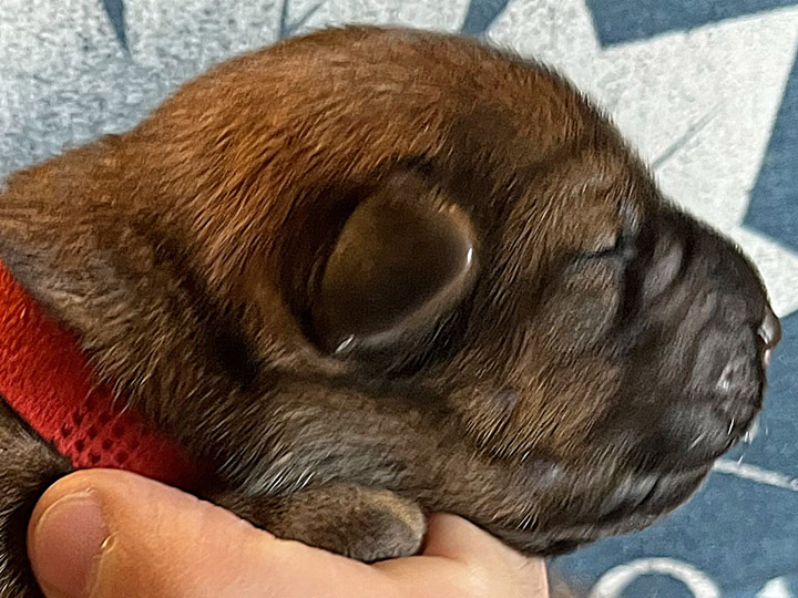chinook puppy